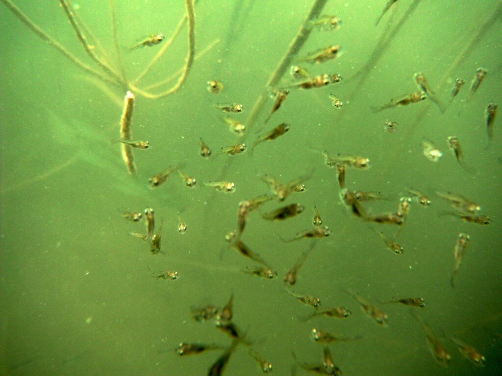 מינים רבים של דגים מקננים בצמחייה המוצפת במים. צילום: דיויד קמינגס, המעבדה לחקר הכנרת, חיא"ל