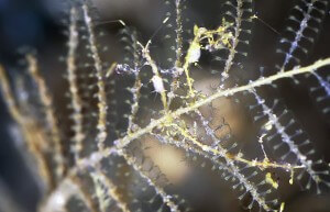 Skeleton Shrimp. צילום: Tony Shih, flickr