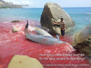חלק מהלווייתנים הוחזרו לים, לאחרים לא היה מזל והם מתו. צילום: Pelagos Cetacean Research Institute