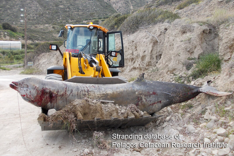 הלווייתנים שעלו על החוף בכרתים עשו זאת כנראה בגלל שימוש בסונר צבאי באזור שאמור להיות מוגן. צילום: Pelagos Cetacean Research Institute