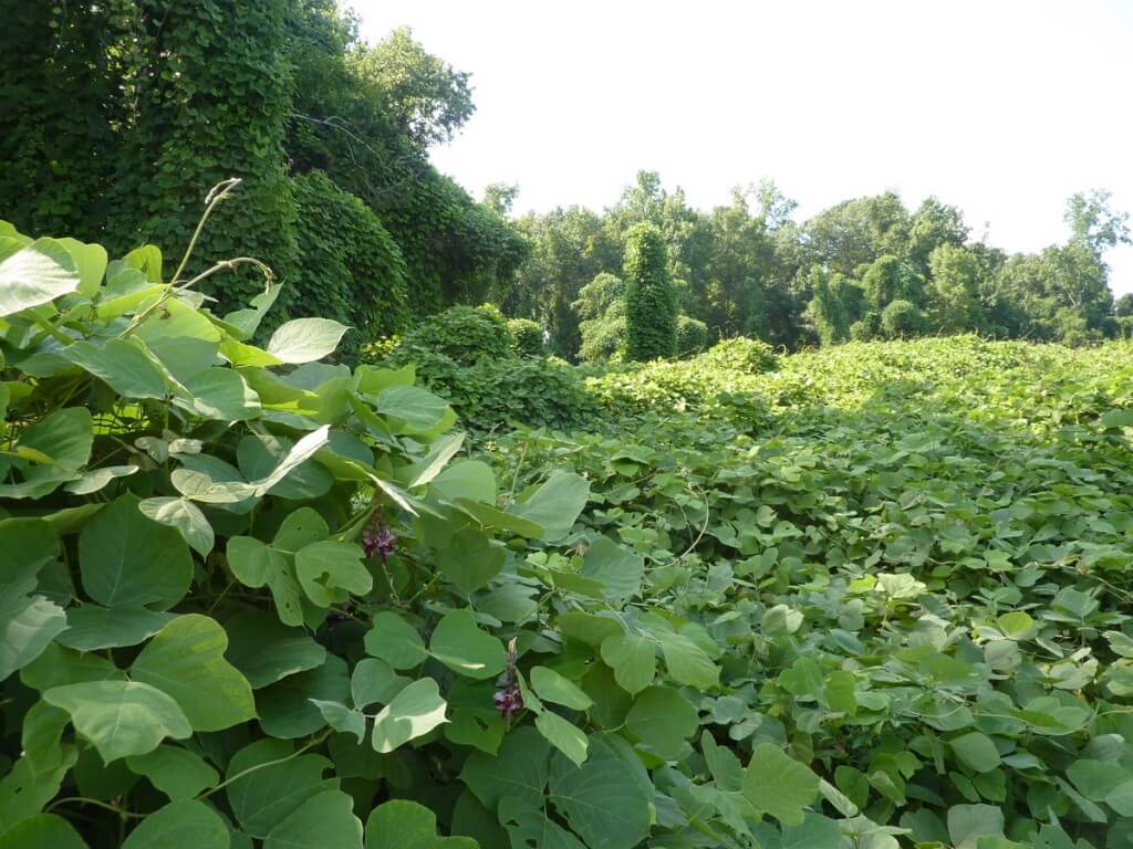 קודזו הוא צמח פולש שמתפרש על פני שטחים עצומים בארצות הברית. צילום: reophax, flickr