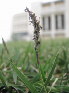 פריחה של דשא זויסיה, אלרגן נפוץ. צילום: פרופ' עמרם אשל