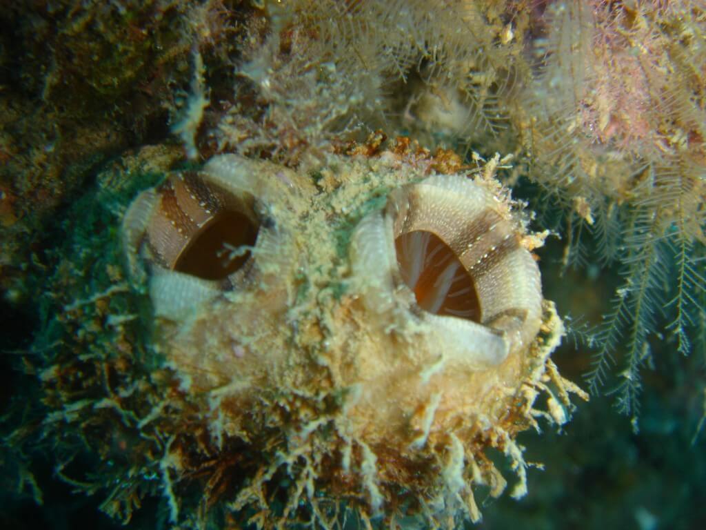 אצטלנים ממין Styela plicata הם מין פולש שנמצא במספרים גדולים והולכים ליד חופי ישראל. צילום: ד"ר נועה שנקר