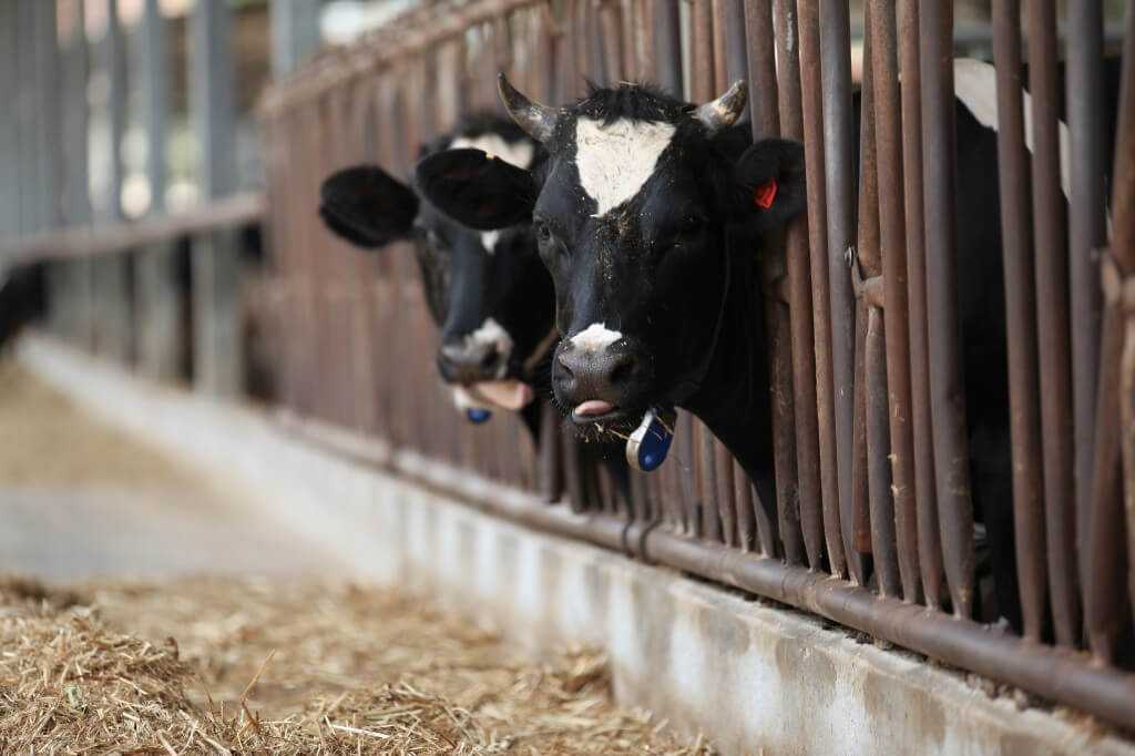 פרות במשק החלב ניזונות מתחמיצים שחלקם מושקה במי קולחים, שיש בהם חיידקים עמידים לאנטיביוטיקה. צילום: k-StateofIsrael, flickr
