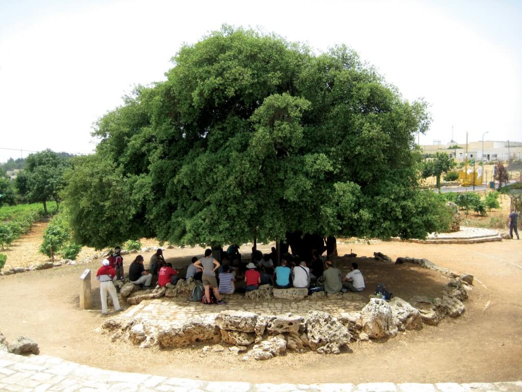 עצי האלון גדלים כמעט בכל הארץ. בתמונה: אלון מצוי בכפר עציון. צילום: פרופ' גבריאל שילר