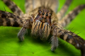 החיישן של העכביש הנודד: עוד שימוש לגילויים מן הטבע. צילום: Thomas Shahan, flickr 