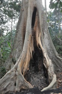 העץ השרוף שהוא כנראה המקור למגפת האבולה באפריקה. צילום: EMBO_Bild, flickr
