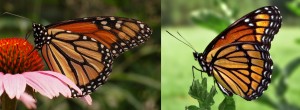 Monarch (left) and viceroy (right) butterflies exhibiting Müllerian mimicry. Credit - PiccoloNamek and Derek Ramsey, wikipedia