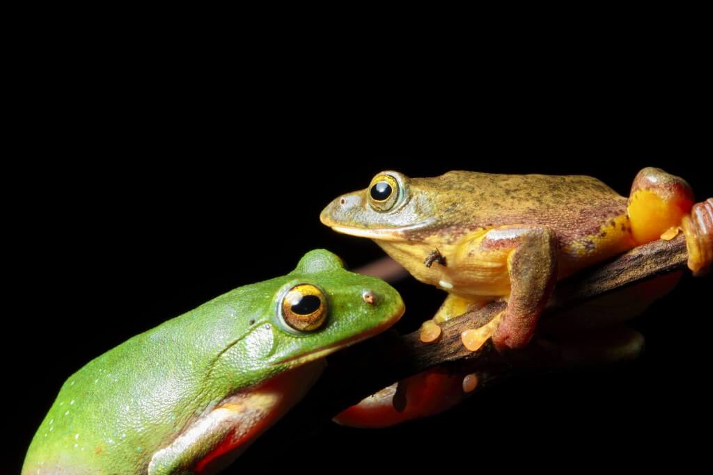 Taipei green tree frog, female (left) and male (right). credit- cypherone, Flickr