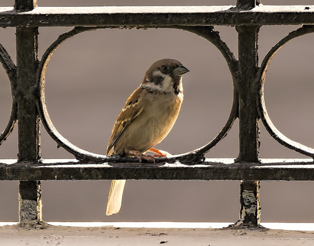 דרור. מהציפורים הראשונות שמתאימות את עצמן לשגרה של בני האדם בעיר. צילום: Brian Evans.flickr