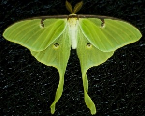 עש ירוק עם כנפיים שלמות. Kirsten Pauli.flickr