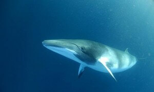 לווייתן מצוי צילום: Amila Tennakoon.flickr