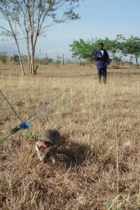 חולדה בעת פעילות מבצעית במוזמביק. תצלום: ויקיפדיה