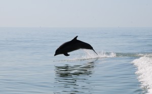 דולפין במפרץ מקסיקו. תצלום: Luke Saagi.flickr