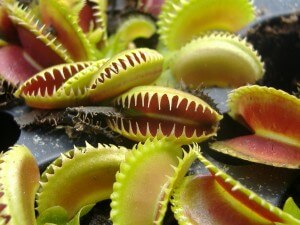 צמח מסוג Venus flytrap. תצלום: green.thumbs.flickr