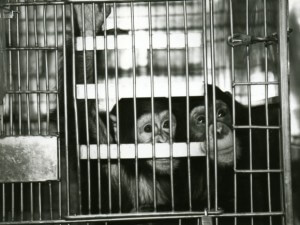 שימפנזה במעבדה. תצלום: PETA