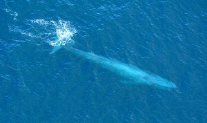 לווייתן כחול לחופי קליפורניה. צילום: WPPilot, Wikipedia