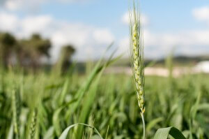 ירידה של 10% בתנובה החקלאית עלולה להיות הרסנית עבור החקלאי. צילום: Yoni Lerner, Flickr