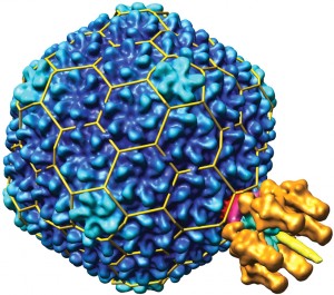 איור של הווירוס שבו השתמשו במחקר:  בקטריופאג' P22, צילום: מתוך המחקר
