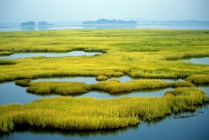 ביצות חופיות. ייהנו משינוי האקלים? צילום: U.S. Fish and Wildlife Service Northeast Region, Flickr