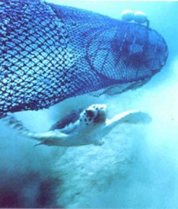 צב ים נחלץ מרשת לדיג חסילונים. צילום:  NOAA FishWatch, Wikipedia
