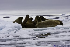 ניבתנים על קרח צף. צילום: Polar Cruises, Flickr