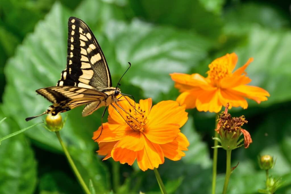 חרקים הם מאביקים יעילים פחות מדבורים, אבל הם מפצים על החיסרון הזה באמצעות ביקורים תכופים יותר בכל פרח. צילום: M.Toma, Flickr