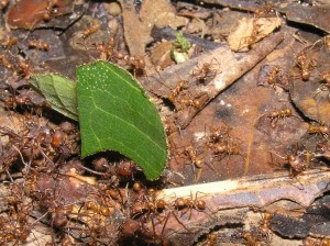 הנמלים חותכות עלים ומספקות מזון לפטריות. צילום: Pierre Pouliquin, Flickr