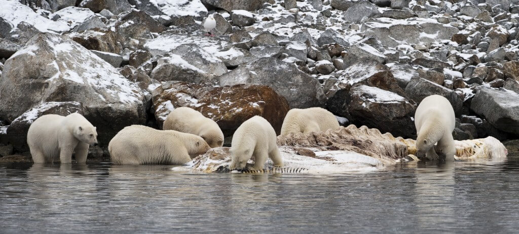 התפריט של דובי הקוטב עתיר שומן שמגיע מבעלי חיים שהם אוכלים. בתמונה: דובים אוכלים בשר של לווייתן שגופתו הגיעה אל המקום שבו הם חיים. צילום: Stefan Cook, Flickr