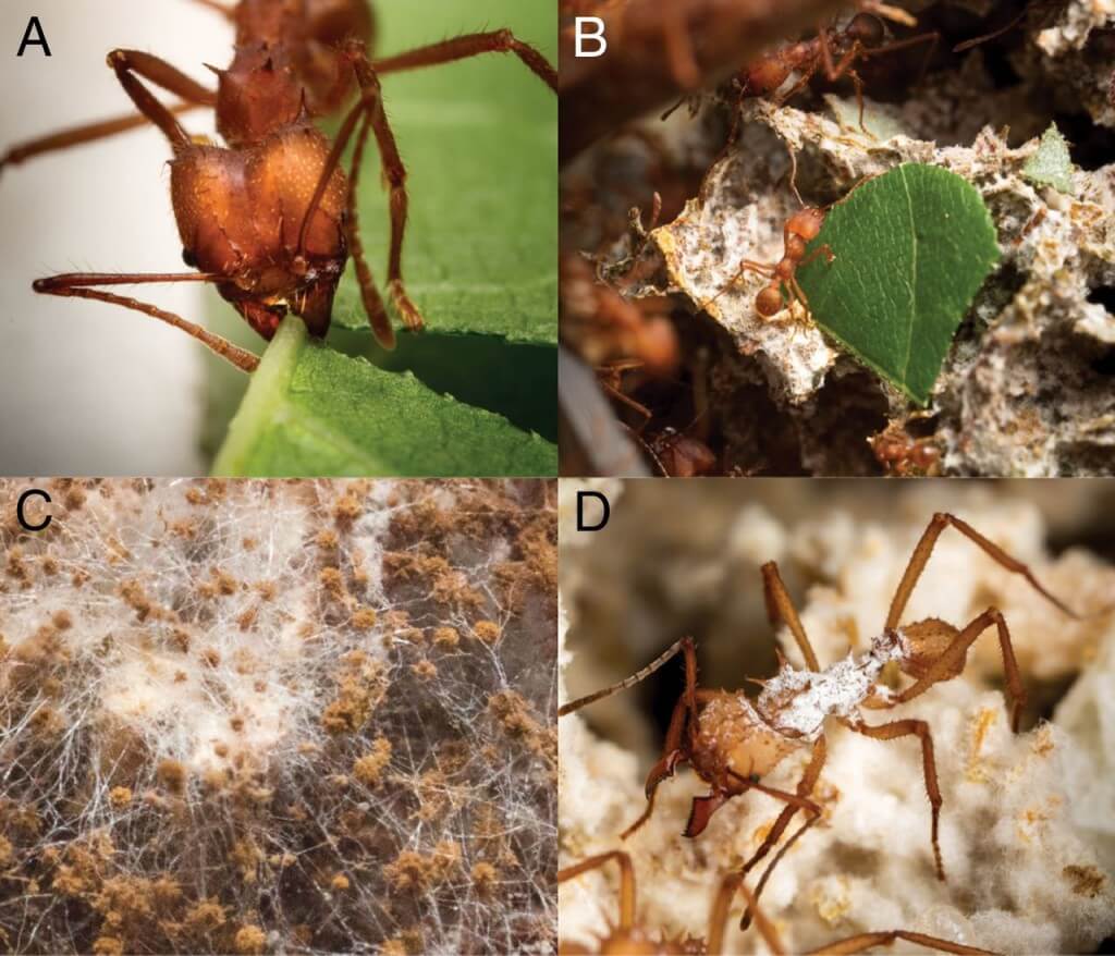(A) נמלה חותכת עלה, (B) הכנסה של העלים אל גן הפטריות, (C) תפטיר (גוף הפטרייה העשוי קורים) של הפטריות שניזונות מהעלים שהנמלים מביאות, (D) החיידקים (מעין אבקה בצבע לבן) על השריון של הנמלה. צילומים מתוך המאמר