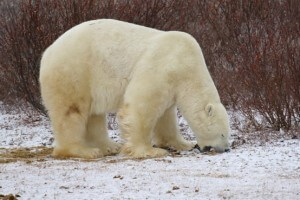 דוב קוטב אוכל עשב. צילום: עמיר בלבן