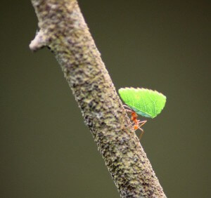 אם עבודתן של הנמלים נפגעת הן מביאות לקן פחות מזון. צילום: Simon Walker, Flickr