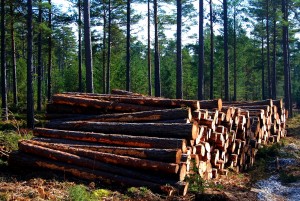 שטחי היערות באירופה לא קטנו למרות כריתה מסיבית במאות 91-18 בגלל נטיעה מוגברת של עצים שמתאימים לשימושים שונים. צילום: Let Ideas Compete, Flickr