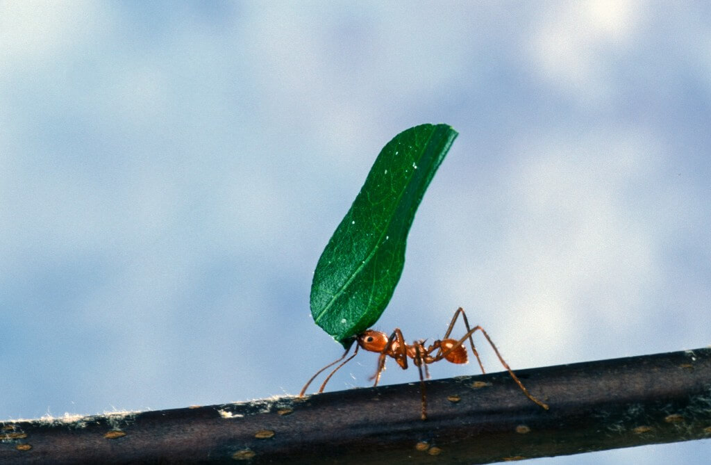 כשרוח חזקה נושבת, העלים נעשים מעין מפרשים שיכולים לגרור את הנמלה ולהעיף אותה. צילום: PROU.S. Department of Agriculture, Flickr