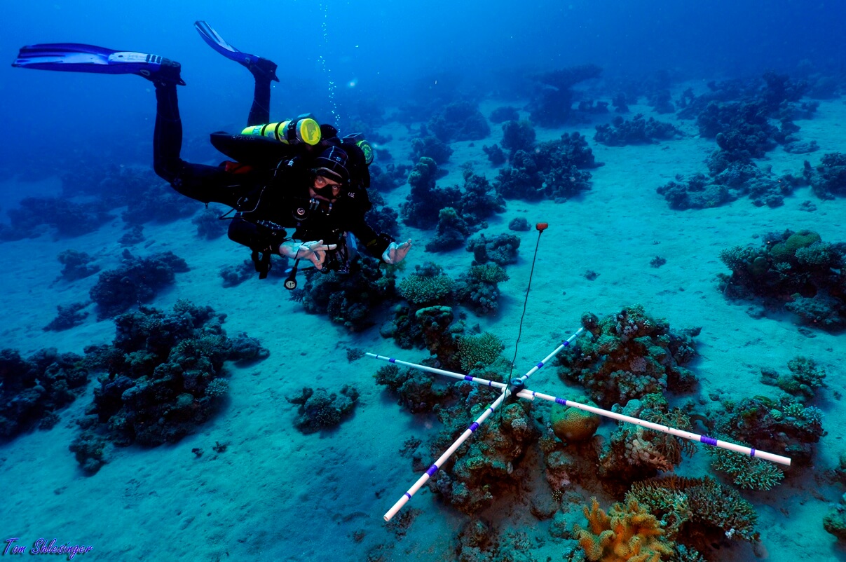 שטח בשונית שנערך בו מעקב אחרי מצב האלמוגים. צילום: תום שלזינגר