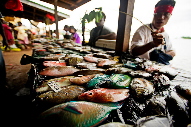 "ברגע שהאתר היה קרוב לשוק, הייתה לתושבי האזור מוטיבציה כספית לדוג יותר". צילום: USAID Asia