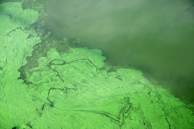 הציאנובקטריה פורחת וגורמת לכיסוי פני המים בשכבה סמיכה וירוקה. צילום: Ian Sanderson, Flickr