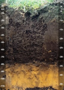 הסנטימטרים העליונים של האדמה מהווים את הקרקע, שכבה עשירה בחומר אורגני וחומרי הזנה החיוניים להתפתחות צמחייה. צילום: Soil Science, Flickr