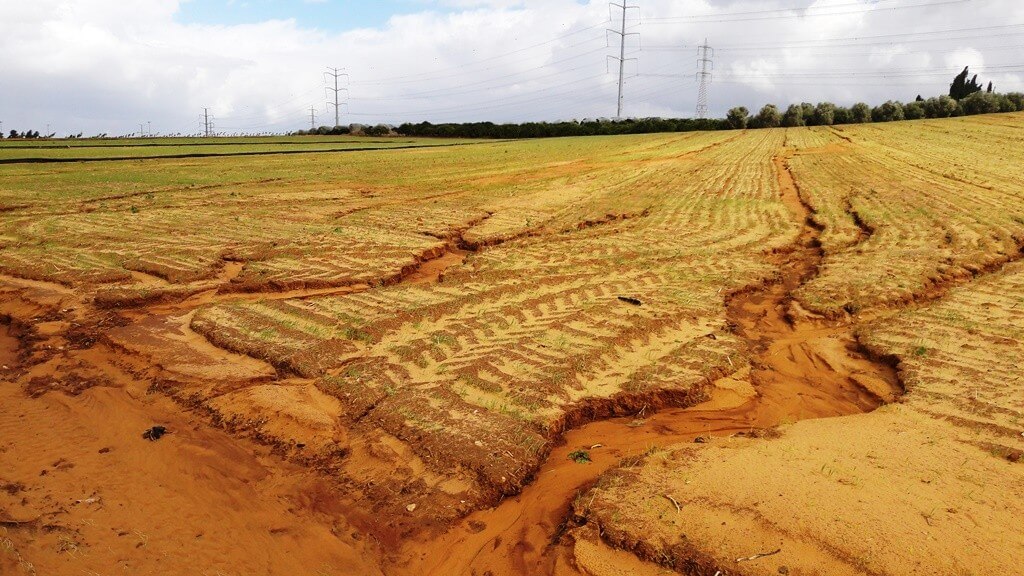 חירוץ בשדה באזור השרון שנגרם כתוצאה מגשמים. סחף קרקע מתרחש לאט, אך לאורך שנים האפקט המצטבר שלו משמעותי ביותר. צילום: ד"ר גיל אשל