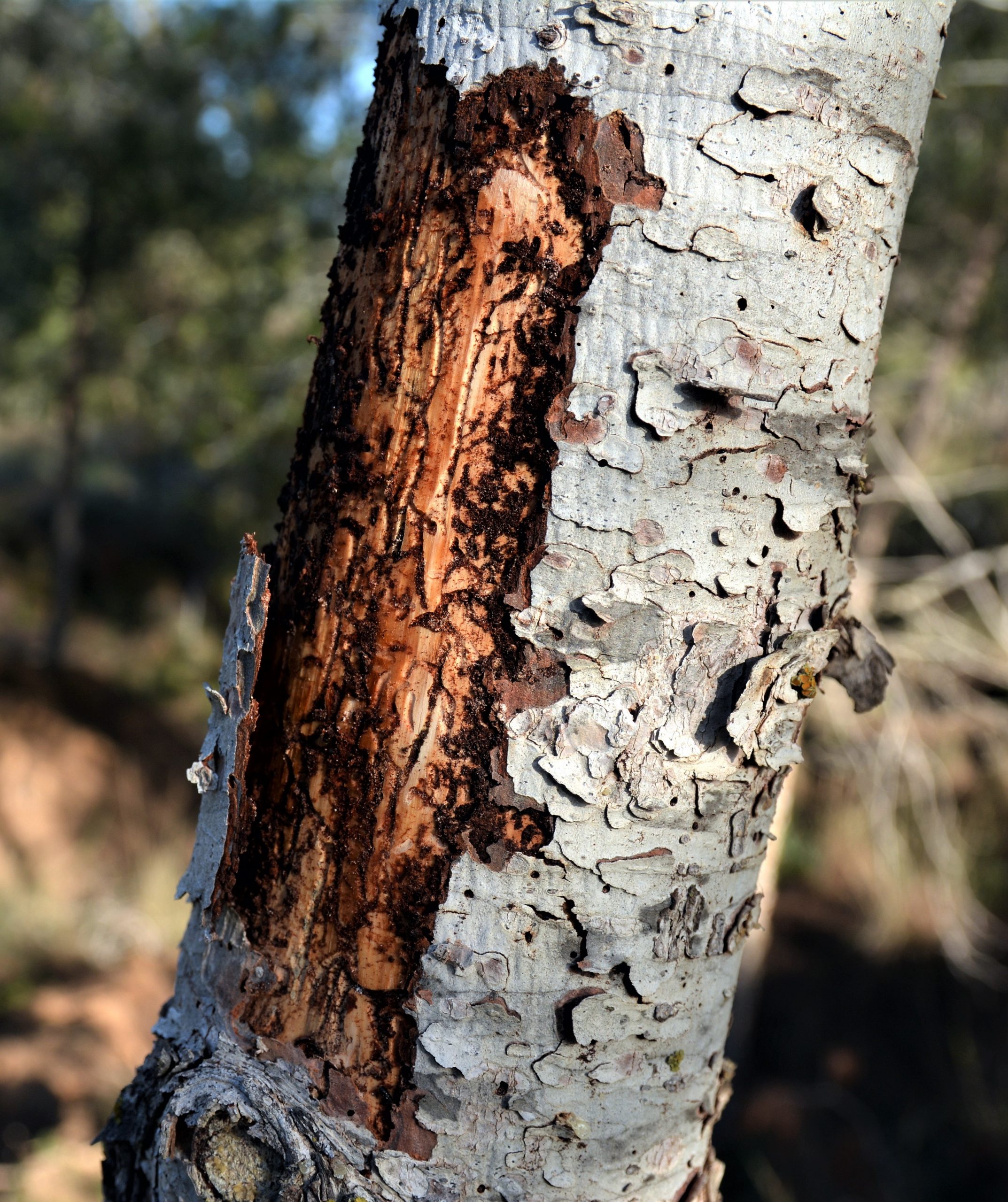 A young pine tree that was attacked by Pathogens calcaratus. Photo by Omer Golan