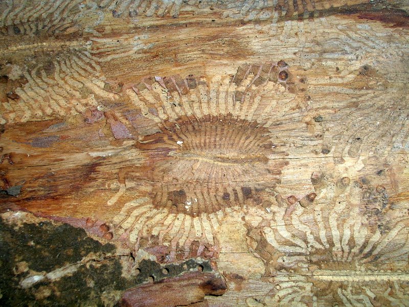 Bark beetles
