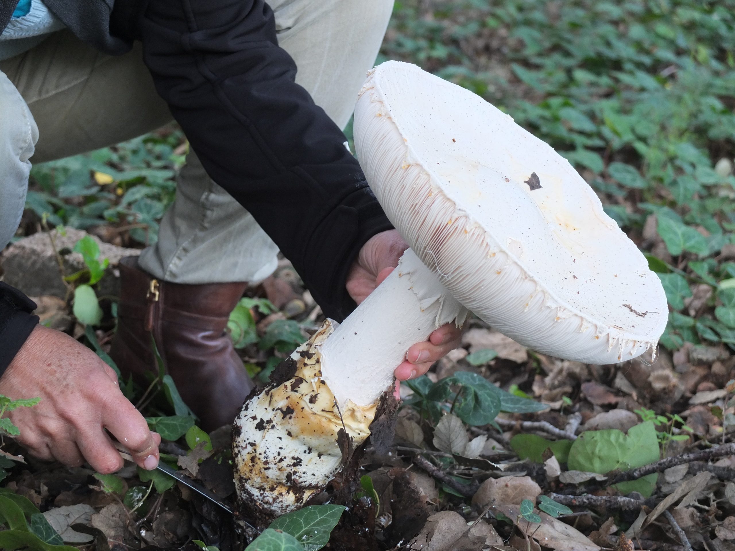 Amanita ovoidea - can be eaten, but is so similar to the poisonous Amanita proxima that even experts are confused. Photo by Tamar Lewisohn