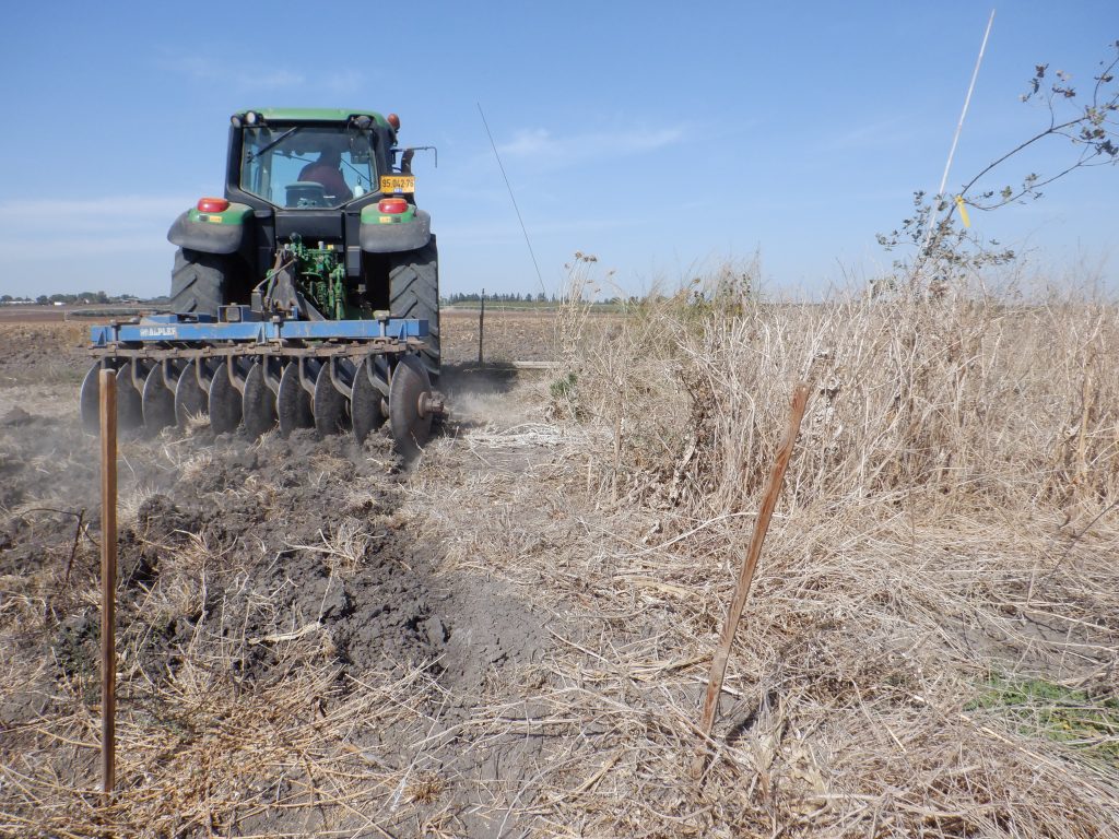 A restored buffer strip compared with a cultivated strip. Photo: Liron Israeli