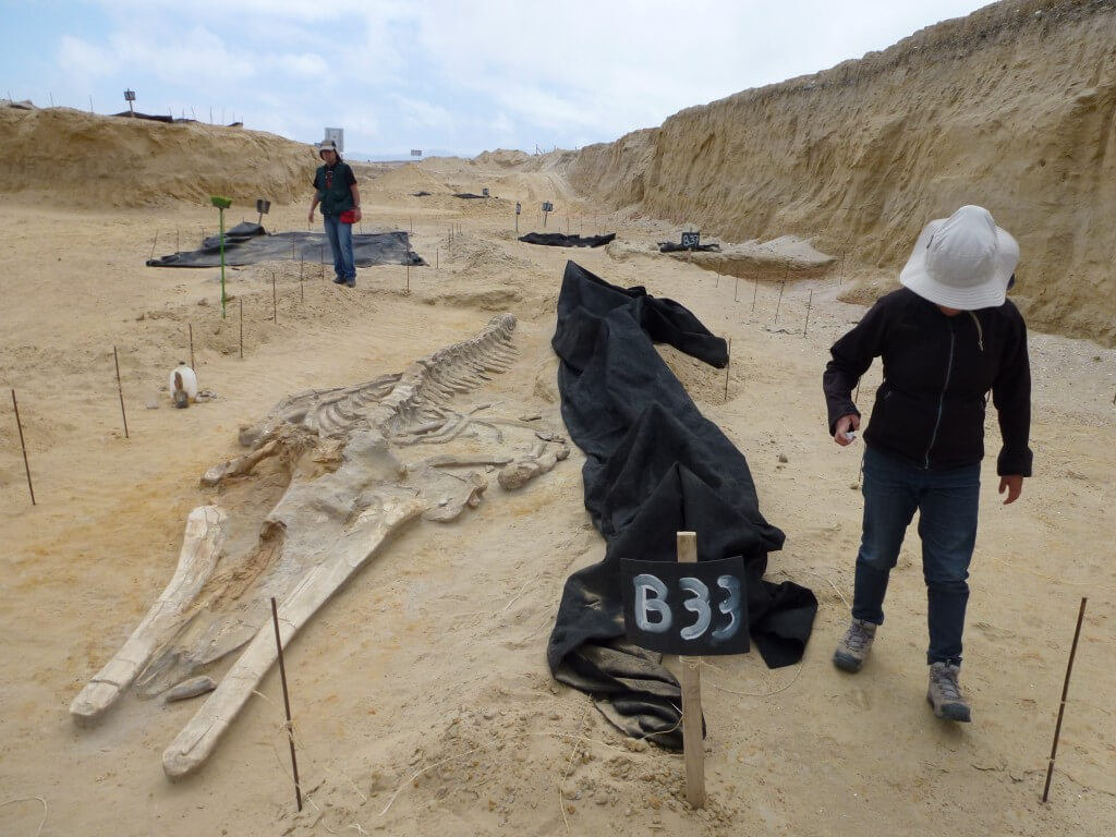 הלווייתנים מתו ביחד, והמאובנים של גופותיהם נמצאו במה שעתה הוא צ'ילה. צילום: Adam Metallo
