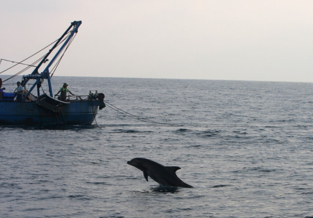 הסיכוי לראות דולפינן ליד מכמורתן גדול פי עשרה מאשר בים הפתוח. צילום: ד"ר אביעד שיינין, המארג מחמל"י