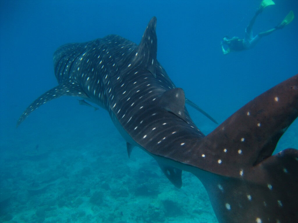 כריש לווייתני באיים המלדיביים. צילום: Christian Jensen, flickr