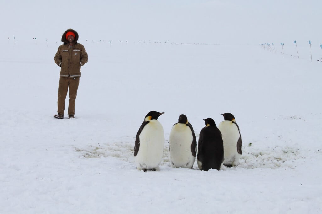 גודלו של הפינגווין הגדול בעולם היום, הפינגווין הקיסרי, מגיע רק לשני שלישים מגודלו של אבותיו הקדומים. צילום: Eli Duke, flickr