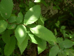 Winged Elm הוא אחד הצמחים שהתגלו כרגישים לנוכחות חומרים כימיים שדלפו ממוקשים ישנים. צילום: Jason Sturner, flickr