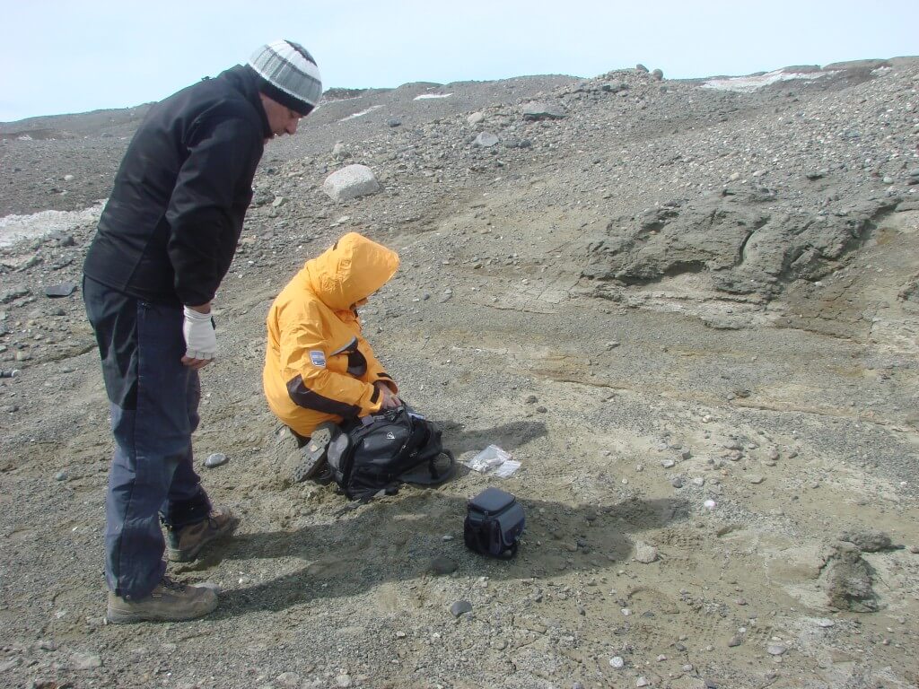 אזור החפירות באנטארקטיקה היה פעם חמים יותר וכך התקיימו שם מינים שונים של בעלי חיים. צילום באדיבות:Dra. Carolina Acosta Hospitaleche División Paleontología Vertebrados, Museo de La Plata