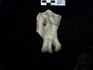 אחת העצמות הגדולת שנמצאו בחפירה ובזכותן אפשר להעריך את גודלו של הפינגווין הקדום. צילום: Dra. Carolina Acosta Hospitaleche División Paleontología Vertebrados, Museo de La Plata